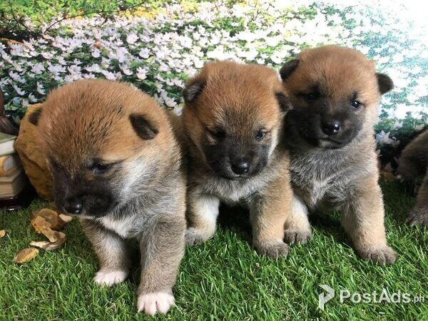 Japanese Shiba Inu puppies for sale