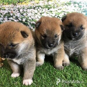 Japanese Shiba Inu puppies for sale | PostAds PH