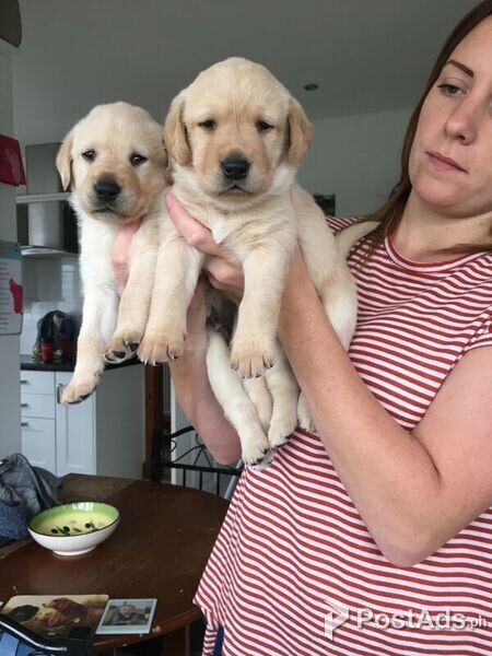 Labrador Retriever Puppies for sale