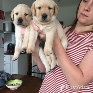 Labrador Retriever Puppies for sale | PostAds PH