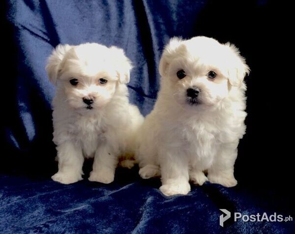 Beautiful Maltese Puppies for sale