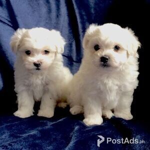 Beautiful Maltese Puppies for sale | PostAds PH