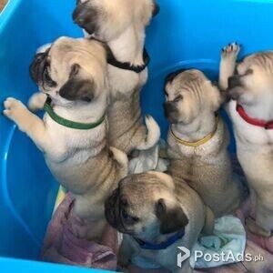 Thick Pug Puppies for sale | PostAds PH