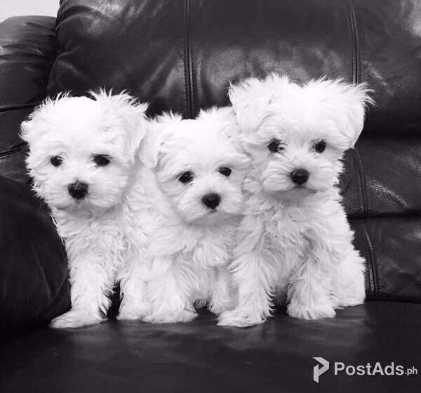 Maltese Puppies For Free Adoption