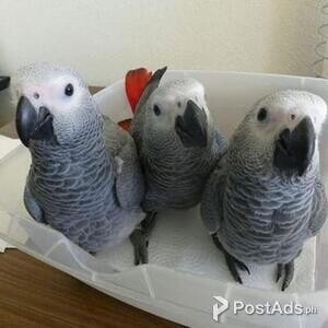 african grey parrots | PostAds PH