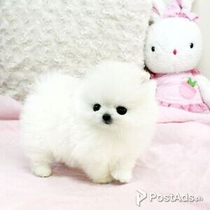 pomeranian puppies | PostAds PH