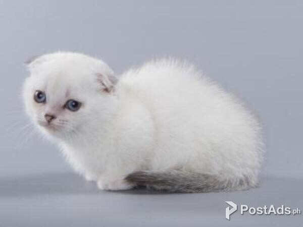 munchkin kittens