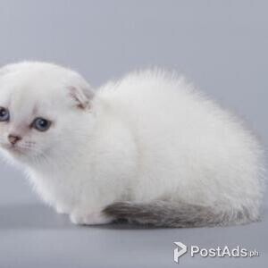 munchkin kittens | PostAds PH