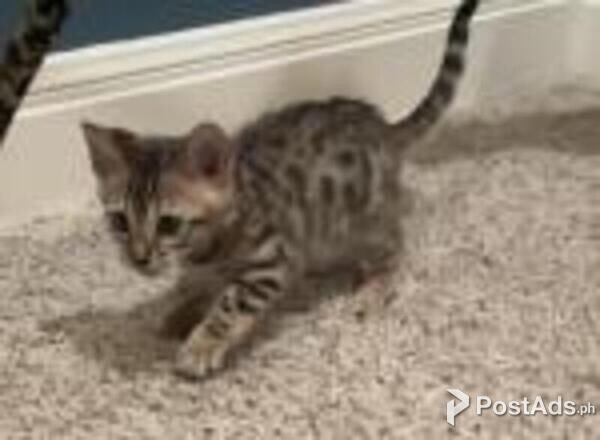 bengal kittens available