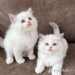 ragdoll kittens | PostAds PH