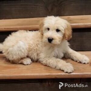 goldendoodle | PostAds PH