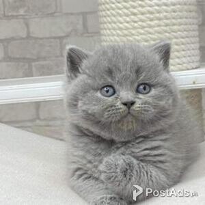 british shorthair | PostAds PH