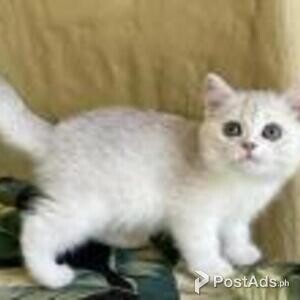 gorgeous british shorthair | PostAds PH