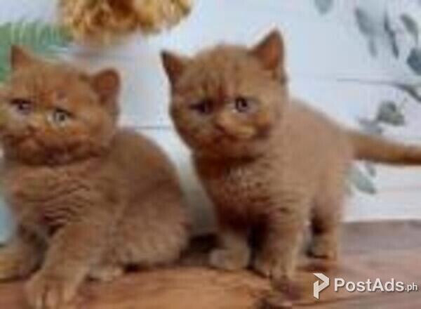 male and female british shorthair