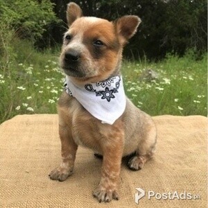 Soft Australia Cattle Puppies for sale | PostAds PH
