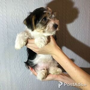Sweet Biewer Terrier Puppies for sale | PostAds PH
