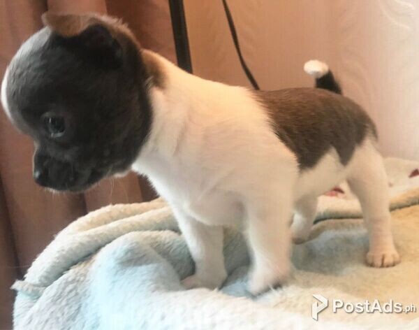 Mini Chihuahua Puppies for sale