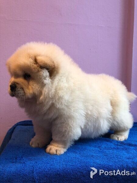 Puffy Chow Chow Puppies for sale