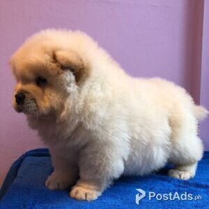 Puffy Chow Chow Puppies for sale | PostAds PH