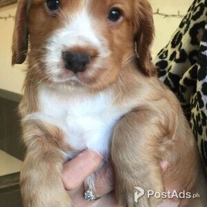 C Cocker Spaniel Puppies for sale | PostAds PH