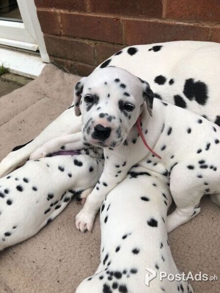 F Dalmatian Puppies for sale
