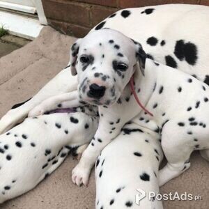 F Dalmatian Puppies for sale | PostAds PH
