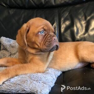 Bi Dogue De Bordeaux Puppies for sale | PostAds PH