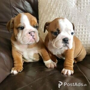 English Bulldog Puppies for sale | PostAds PH