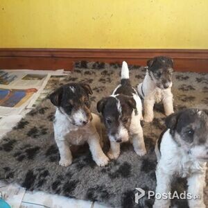 Fox Terrier Puppies for sale | PostAds PH