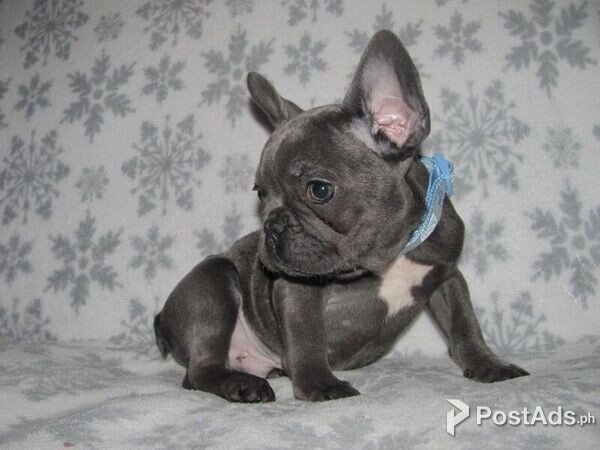 B Blue French Bulldog Puppies for Sale