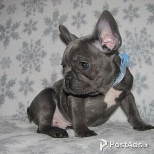B Blue French Bulldog Puppies for Sale | PostAds PH