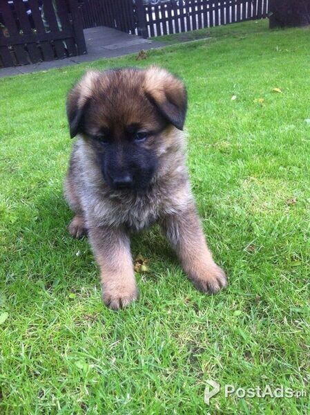 German Shepherd puppies for sale