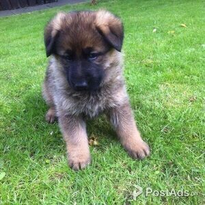 German Shepherd puppies for sale | PostAds PH