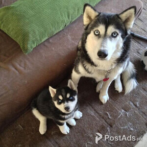 Siberian Husky Puppies for sale | PostAds PH