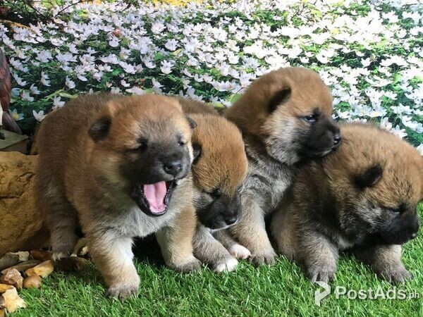 Japanese Shiba Inu puppies for sale