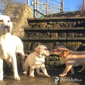 Labrador Retriever Puppies for sale | PostAds PH