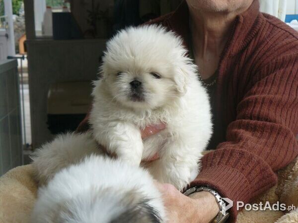 Pekingese Puppies for sale