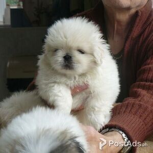 Pekingese Puppies for sale | PostAds PH