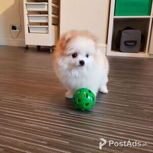 Pomeranian Puppies for sale | PostAds PH
