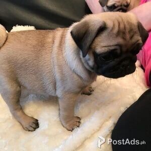 Pug Puppies for Sale | PostAds PH