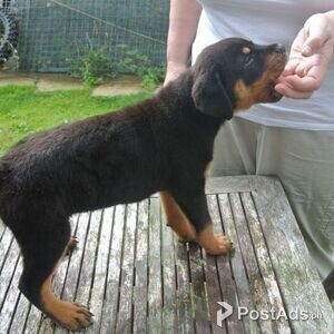 Rottweiler Puppies for sale | PostAds PH