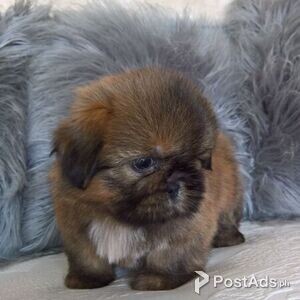 Shih-tzu Puppies for sale | PostAds PH