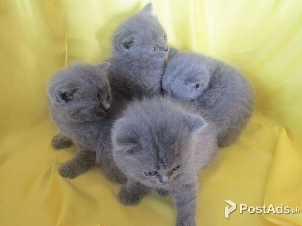 British Short-hair Kittens for sale