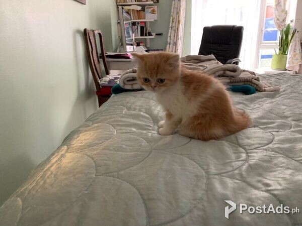 Exotic Kittens for sale
