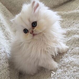 Persian Kittens for sale | PostAds PH