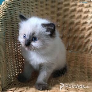Ragdoll Kittens for sale | PostAds PH