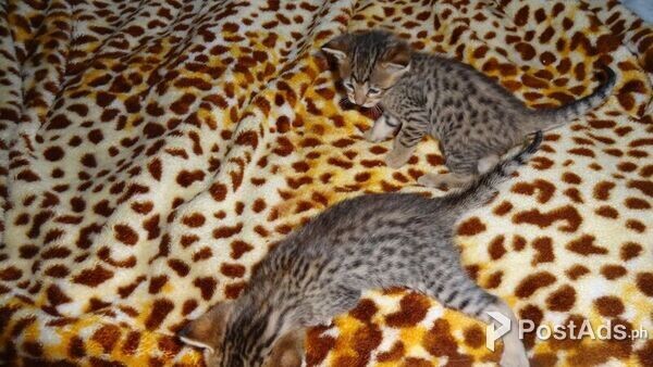 Savannah Kittens for sale