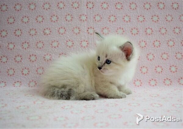 Siberian Kittens for sale