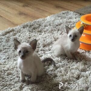 Thaise Kittens for sale | PostAds PH