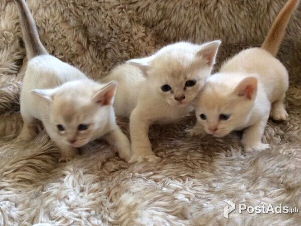 Asian Kittens for sale